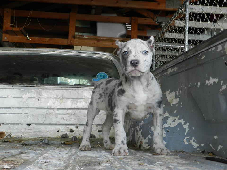 prince bully puppy | PRINCE BULLY of BLUESWAGGERLINE ...