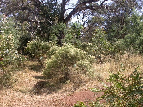Grown-up shrubs Cassinia, Native boxthorn and Wattles