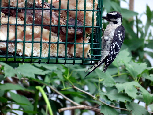 a young downy woodpecker