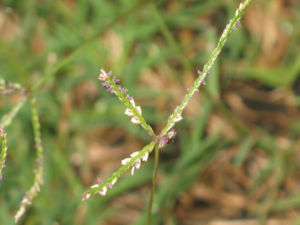 Bermuda Grass - Cynodon dactylon | Also called Bahama Grass,… | Flickr