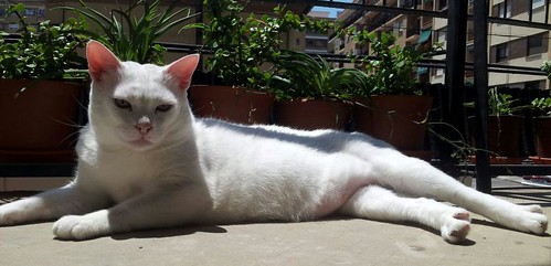 Duque, gato Blanco de ojos Dispares esterilizado súper dulce positivo a inmuno, nacido en 2011, en adopción. Valencia. ADOPTADO.  27975741535_8736be554c