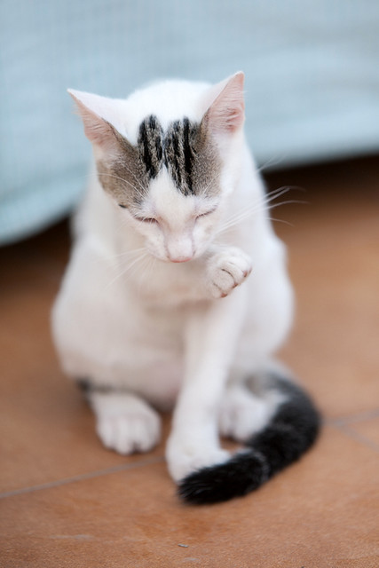 Nilo, gatito blanco con toques pardos súper bueno esterilizado, nacido en Marzo´16 en adopción. Valencia. ADOPTADO. 27894909220_c04b40cfa5_z