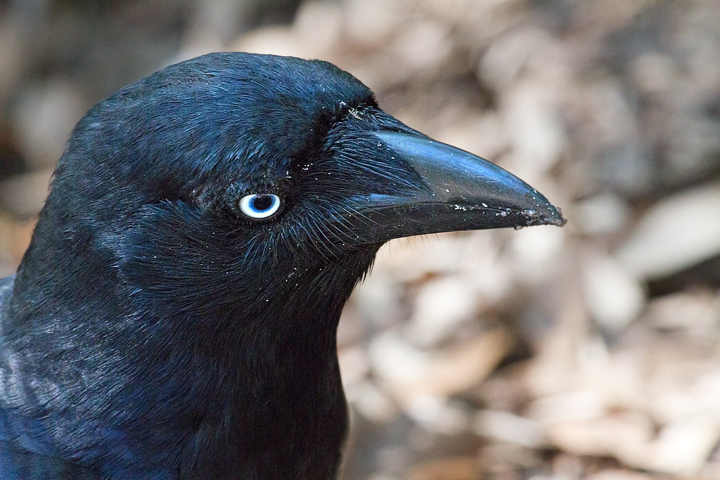 Australian Raven On Whitsunday Island | Towards The End Of O… | Flickr