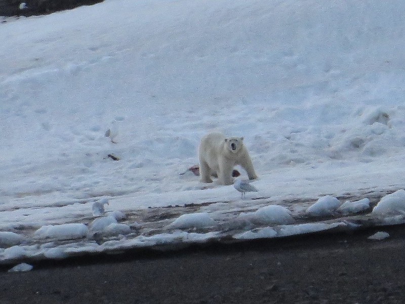 The Day I Saw a Polar Bear