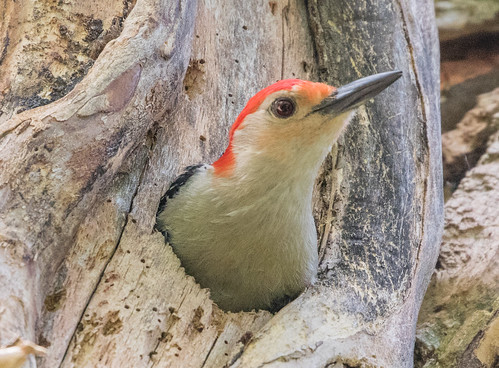 Nesting Red-bellied Woodpeckers