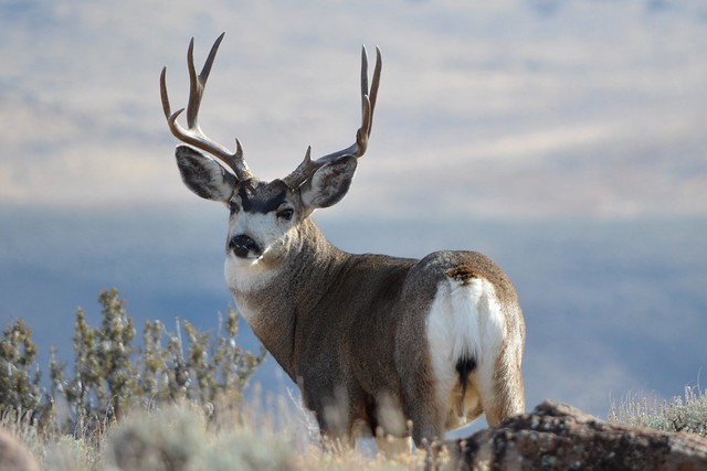 Nevada Mule Deer | Flickr - Photo Sharing!
