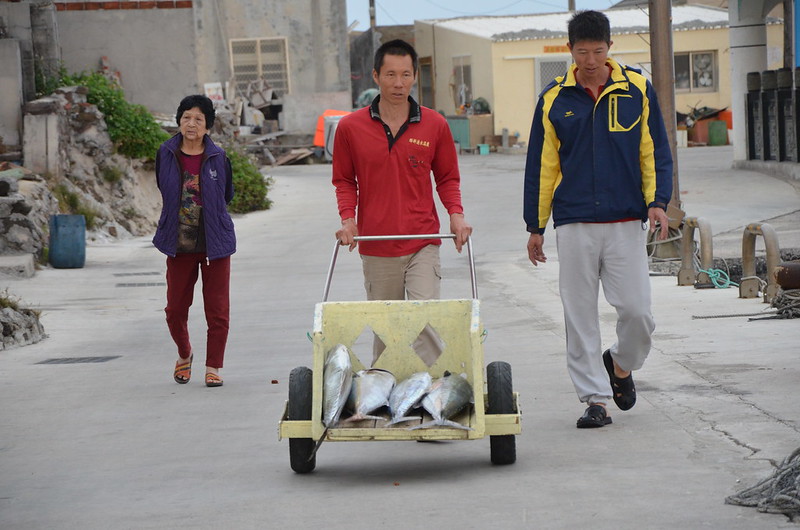 在船上作業12小時後，陳文龍用小推車運送漁獲給海鮮業者。攝影：潘佳修。