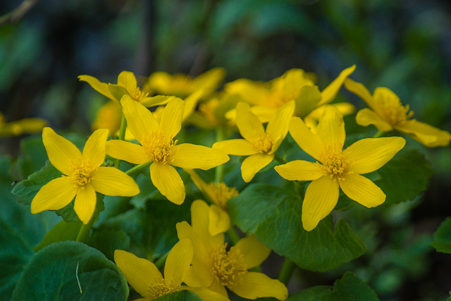 Wildflowers, Yellow, Marsh Marigold, Macro