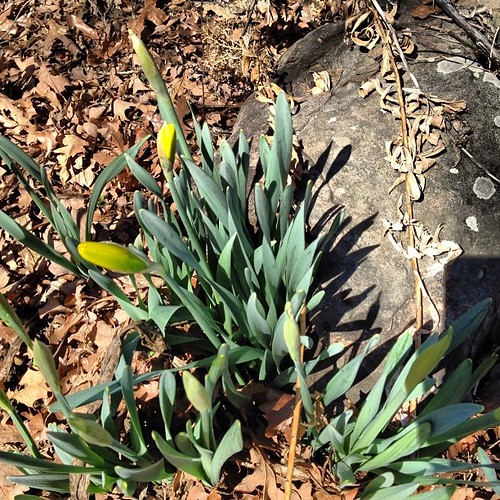 More to come #daffodils