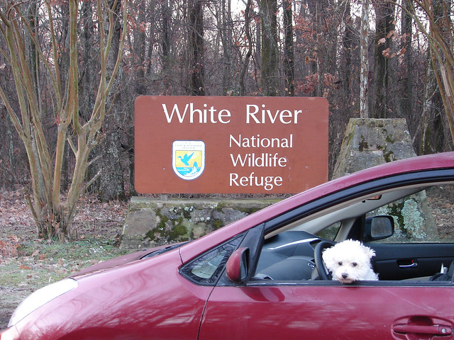 Prius at White River NWR