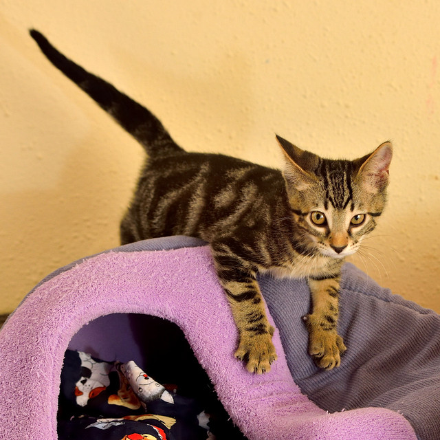 Alexis, precioso y mimoso gatito Caoba Tabby esterilizado, nacido en Marzo´16, en adopción. Valencia. ADOPTADO. 27370087201_ddbf9340f6_z