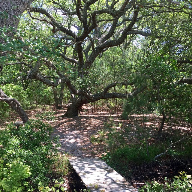 An old Live Oak on the property, dubbed the "Family Tree" at False Cape State Park in Virginia