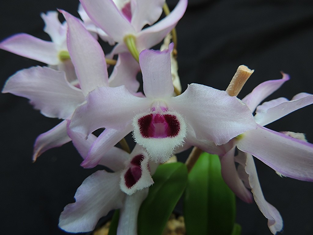 Dendrobium parishii 27372173750_0e2bc67f1c_b