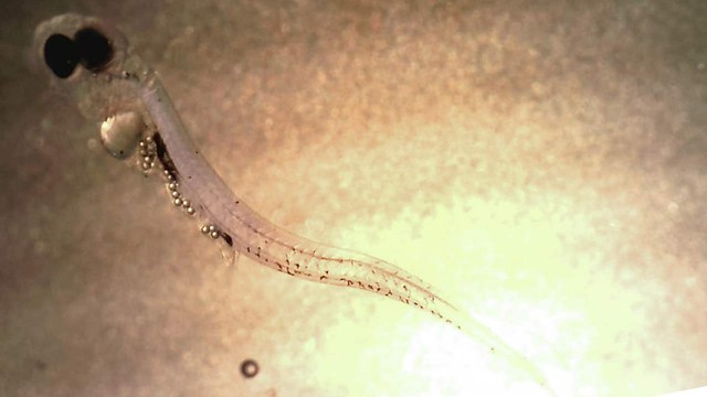 某些種類的幼魚喜歡吃海洋中的塑膠微粒。圖片來源：Oona Lönnstedt/Science