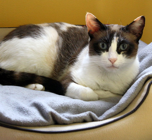 Ummi, gata Siamesa tricolor muy dulce y juguetona tímida nacida en 2013, en adopción. Valencia. ADOPTADA. 27364512846_3c66c81f72