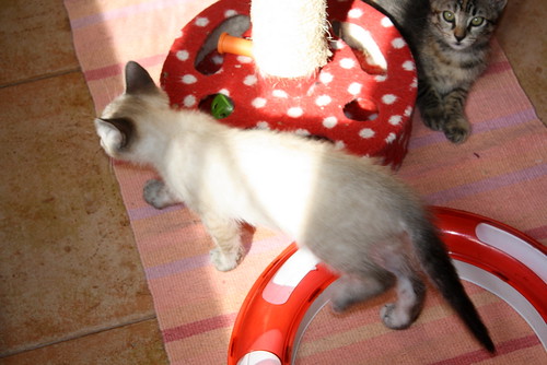 Muñeca, gatita Siamesa Tabby guapa y juguetona, nacida en Abril´16, en adopción. Valencia. ADOPTADA. 27951471546_881255be45