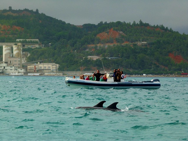 Delfines en el río Sado (Troia, Alentejo)