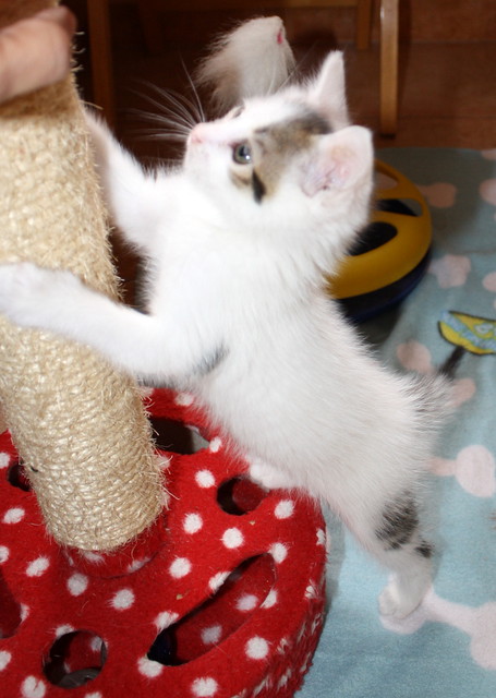 Tizni, gatito blanco con toques pardos guapísimo nacido en Marzo´16, en adopción. Valencia. ADOPTADO. 26824127396_781b8f0543_z