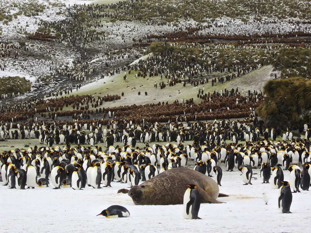 King Penguin Colony | The King Penguin Colony And Creche Ext… | Flickr