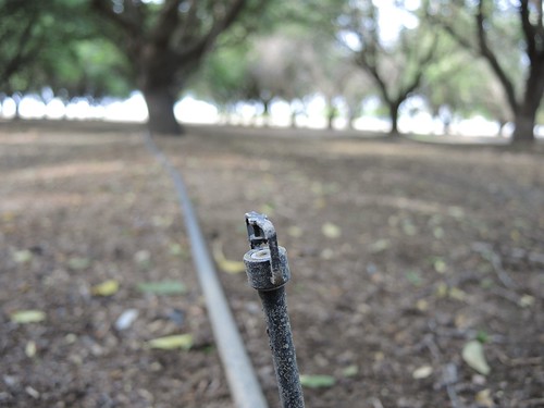Micro-sprinklers in a mature almond orchard