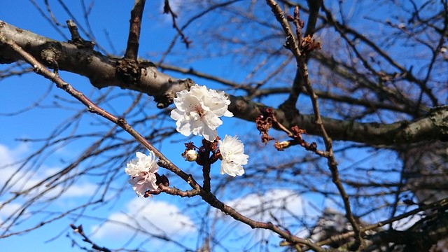 Cherry blossom in December