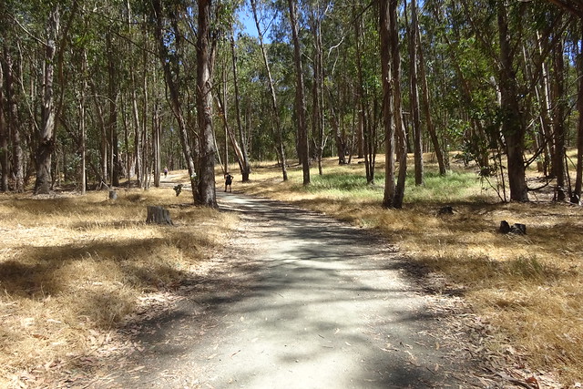 My favourite segment: the Eucalyptus Grove
