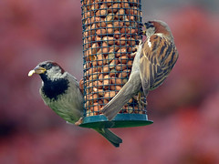 Pair of male Sparrows