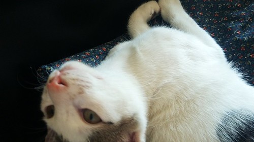 Nilo, gatito blanco con toques pardos súper bueno esterilizado, nacido en Marzo´16 en adopción. Valencia. ADOPTADO. 27710769182_3d4dfdc2b5