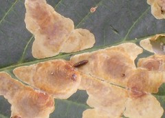foto 21 foglie infestate da lepidotteri