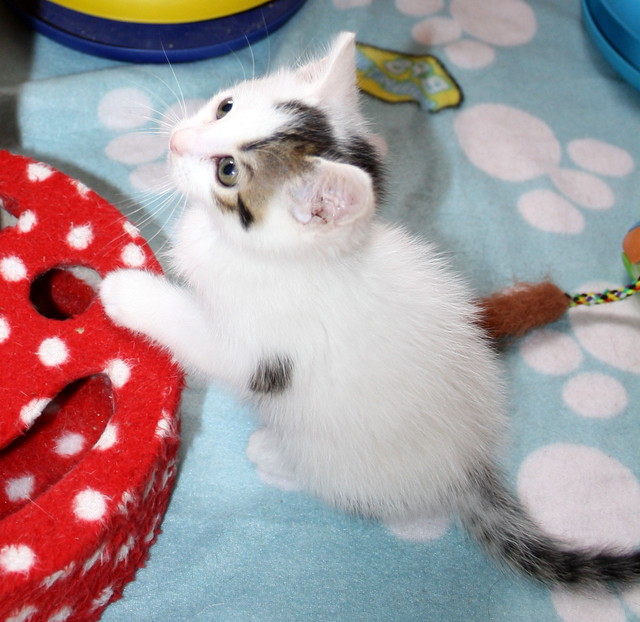Tizni, gatito blanco con toques pardos guapísimo nacido en Marzo´16, en adopción. Valencia. ADOPTADO. 26252545924_6837898601_z