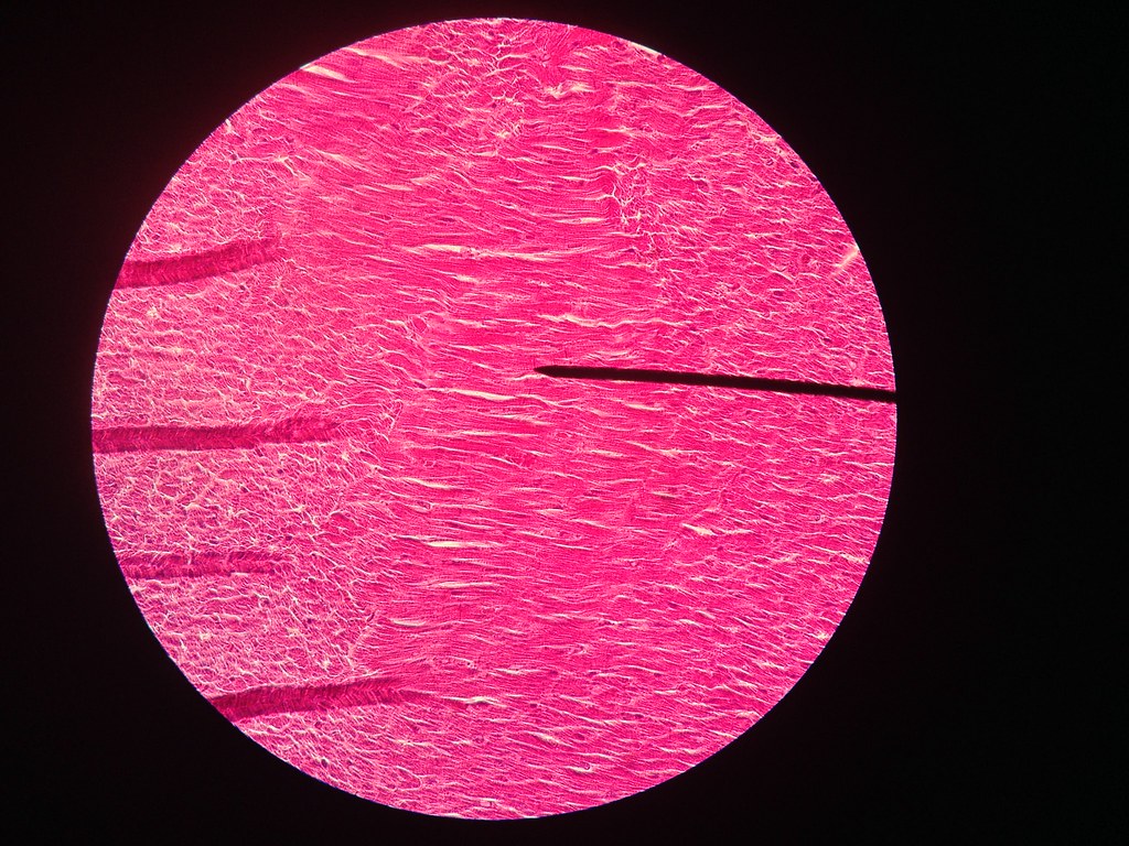 Biologia membrana celular