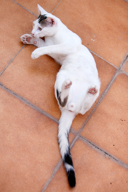 Nilo, gatito blanco con toques pardos súper bueno esterilizado, nacido en Marzo´16 en adopción. Valencia. ADOPTADO. 27894911820_291427fc71_z