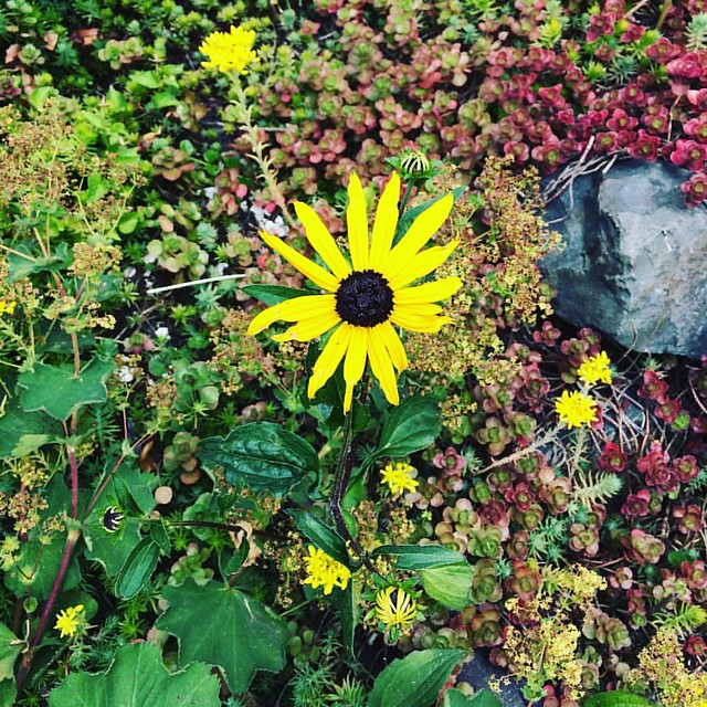 Black eyed Susan in the front yard. 💛