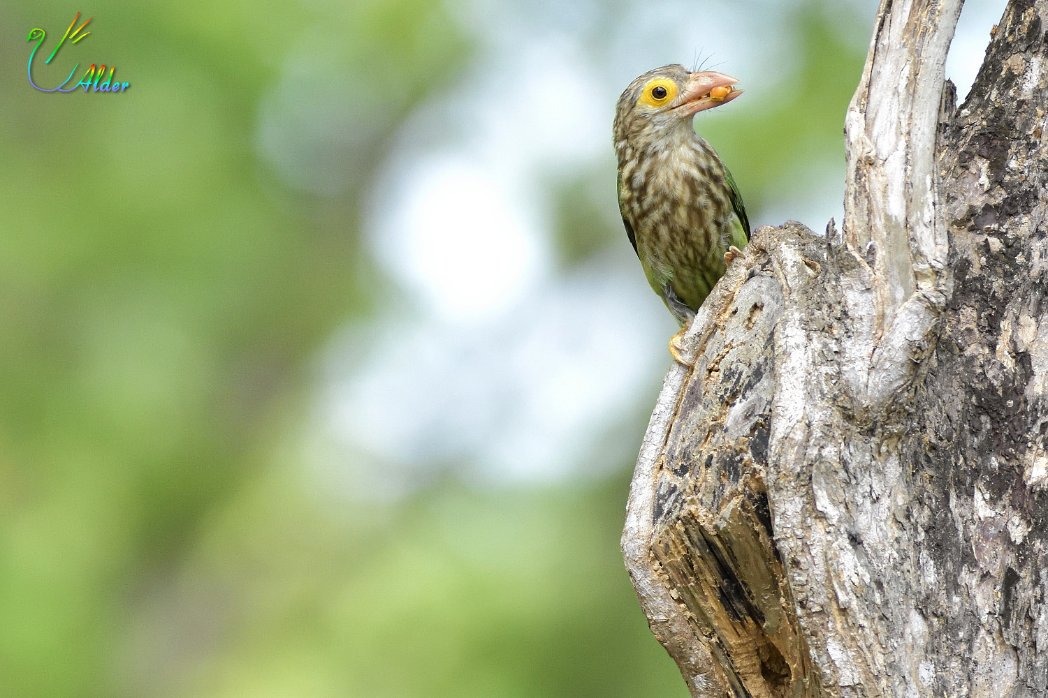 Lineated_Barbet_5572