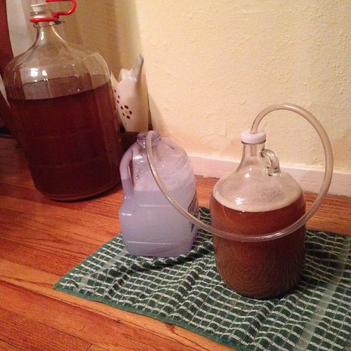 Fermenter jug capped with a plastic lid and plastic tubing that allowed for fermentation gasses to spill over into a jug of water
