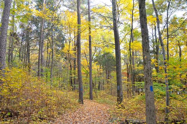 Staunton River State Park trail to the river November 9, 2014 in Virginia