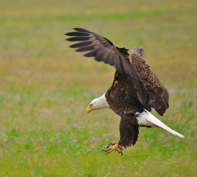 Bald Eagle swoops down to catch its prey at Chippokes State Park, in Virginia