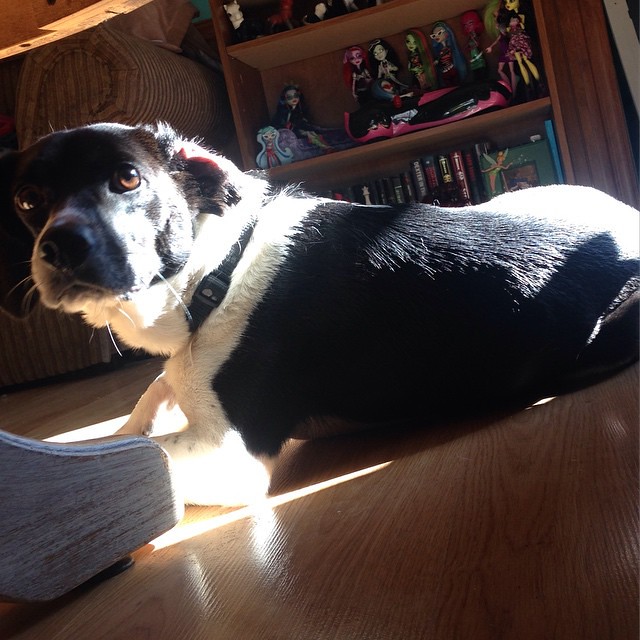 Loki is loving the sunshine today ❤️ #petsofinstagram #rescuedog #love