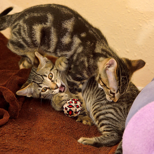 Alexis, precioso y mimoso gatito Caoba Tabby esterilizado, nacido en Marzo´16, en adopción. Valencia. ADOPTADO. 27342983132_8fb97a9ae5