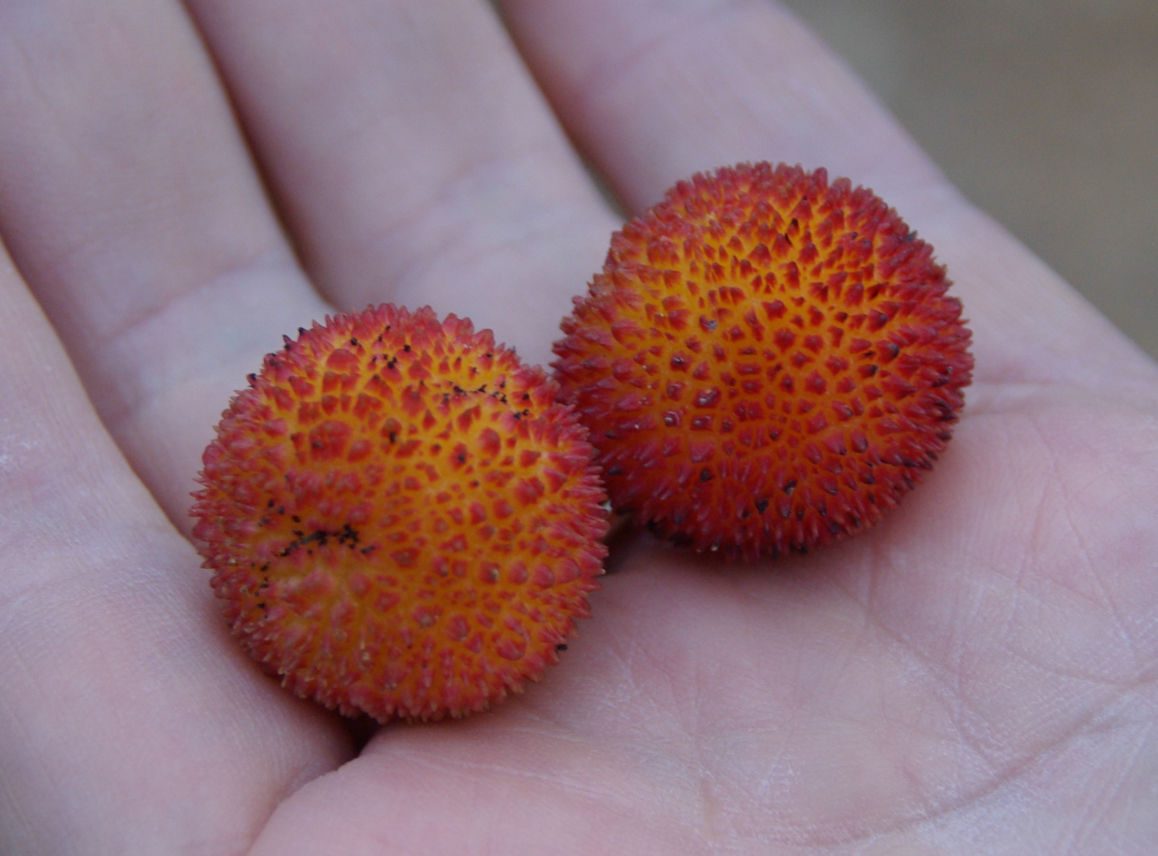 fruits from the strawberry tree