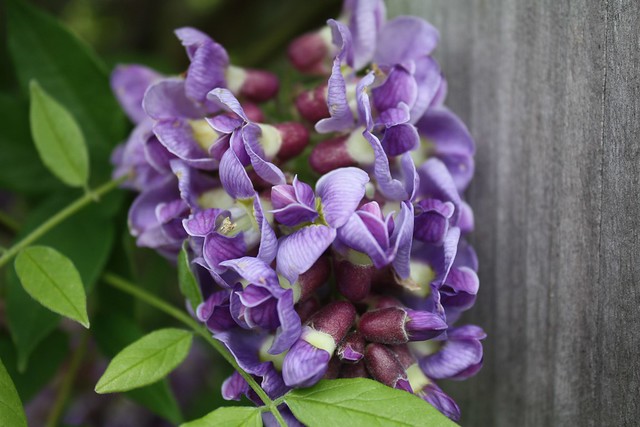 American Wisteria proliferates in the Native Plant Garden by Taylor Pond at Kiptopeke State Park, Virginia