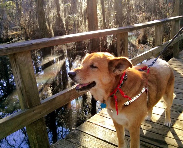 Dogs are welcome at Virginia State Parks as long as they follow the basic rules like remaining on a leash at all times