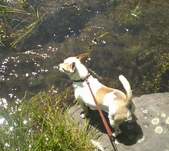 Beaker wading the river