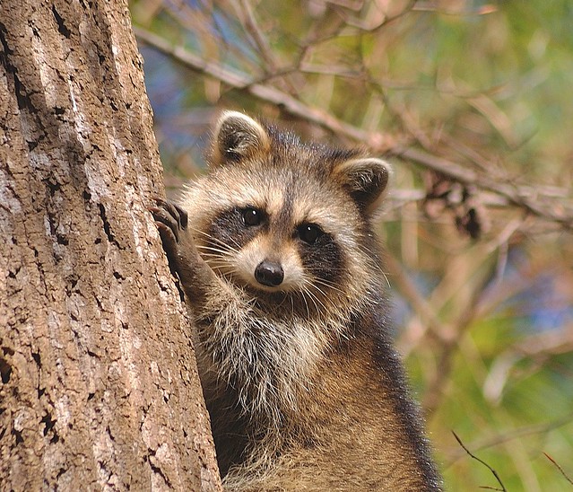 We're shy but we're wild at Virginia State Parks (Raccoon at Chippokes State Park)