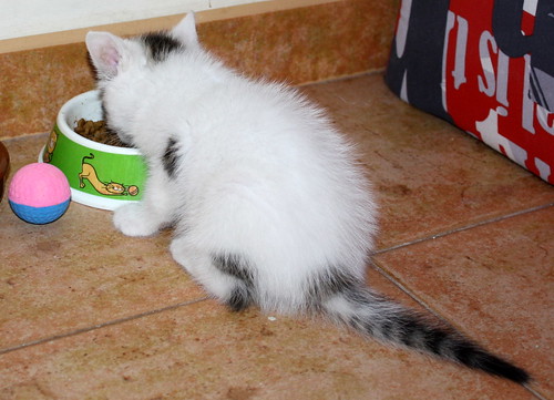 Tizni, gatito blanco con toques pardos guapísimo nacido en Marzo´16, en adopción. Valencia. ADOPTADO. 26252526974_9d2d9fe9df