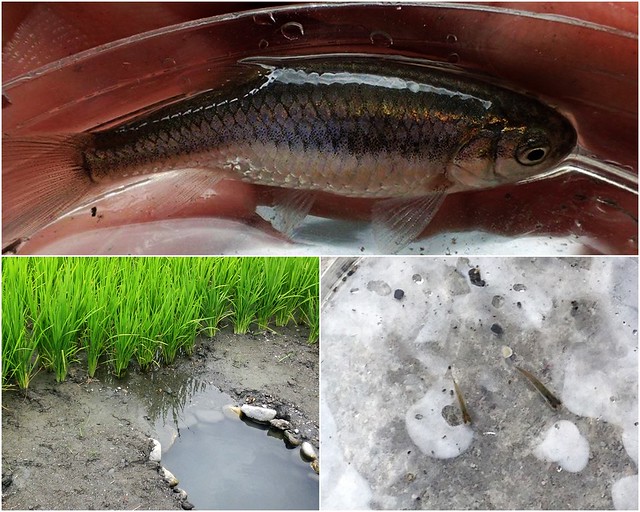 上圖：菊池氏細鯽。圖片來源：慈心基金會；左下：農民為台灣細鯽挖出生態池。右下：生態池裡撈出來的小魚苗。攝影：廖靜蕙