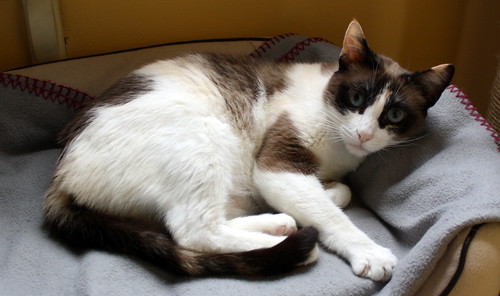 Ummi, gata Siamesa tricolor muy dulce y juguetona tímida nacida en 2013, en adopción. Valencia. ADOPTADA. 27398145845_24be94a7ba