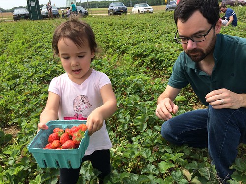 Strawberry Picking 2016