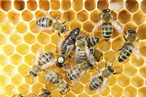 Bees in a bee hive