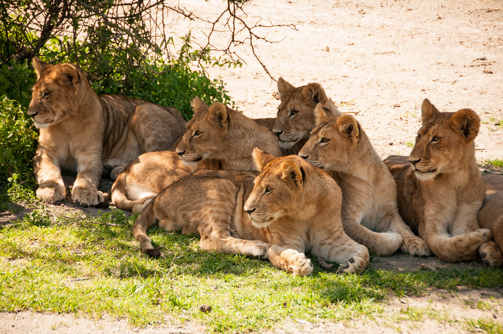 Safari-3176 | Pride of lions in Serengeti National Park, Tan… | Flickr